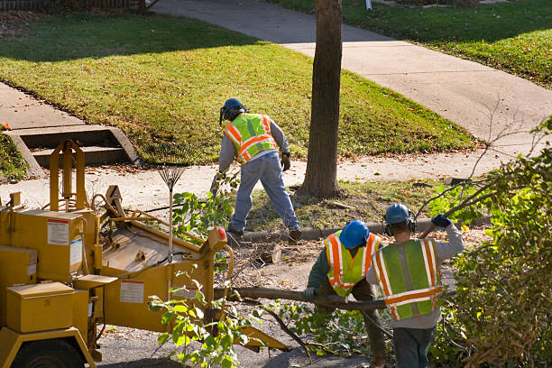 How Our Tree Care Process Works  in  Fredericksburg, IA